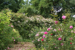 un giardino un po' selvaggio