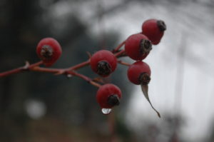 bacche della rosa eglanteria